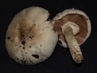 Agaricus californicus image