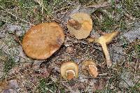 Suillus salmonicolor image