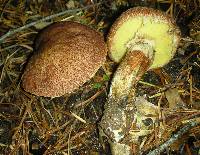 Suillus lakei image