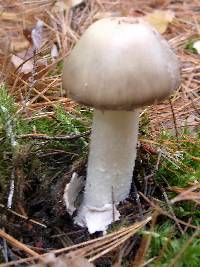 Amanita porphyria image