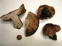 Tricholoma populinum image