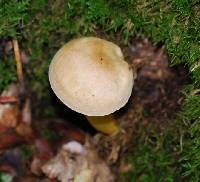 Tricholoma sulphureum image