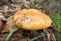 Lactarius scrobiculatus image