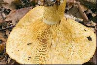 Lactarius scrobiculatus image