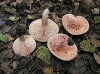 Lactarius torminosus image