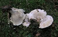 Lactarius vellereus image