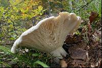 Lactarius vellereus image