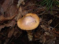 Cortinarius caperatus image