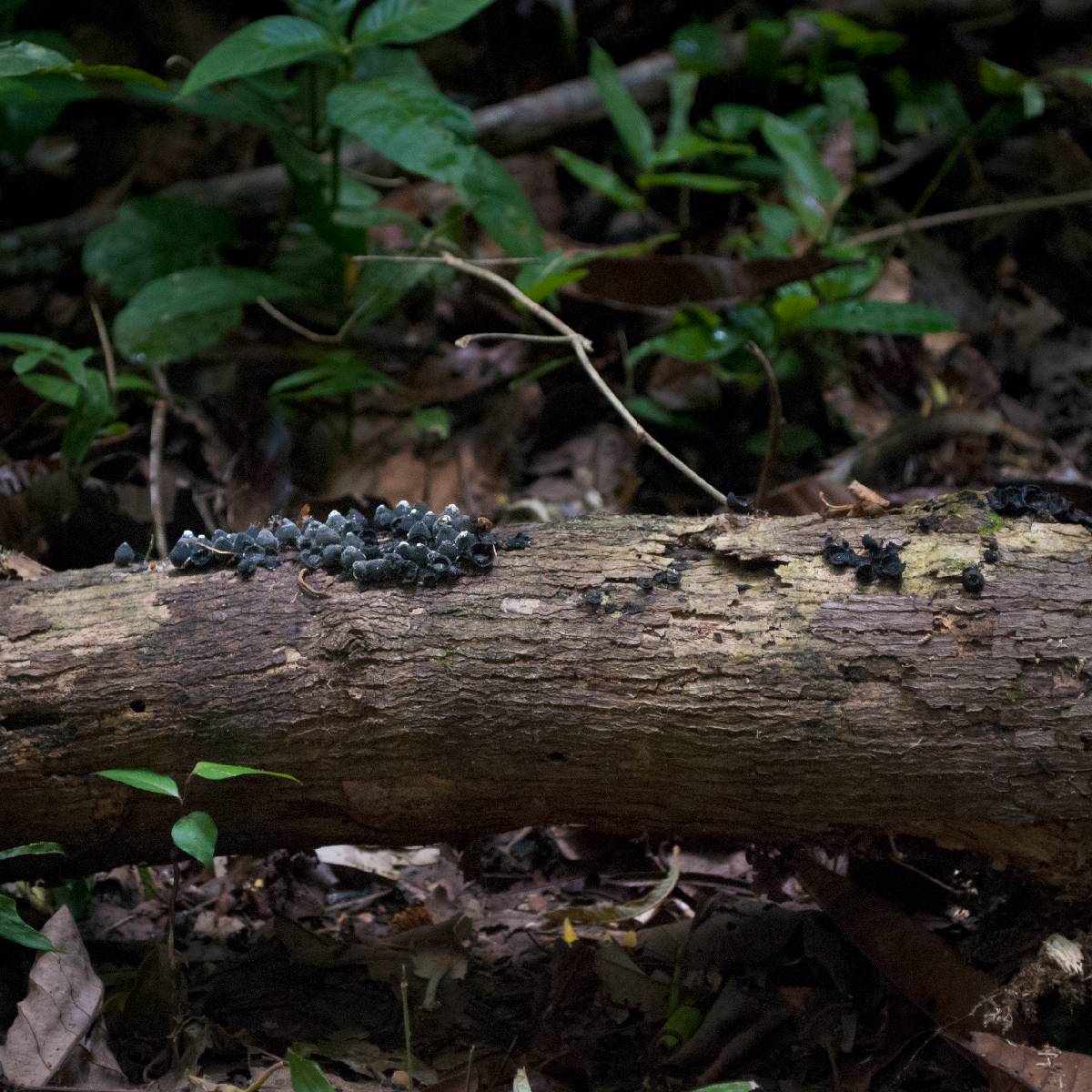 Phylacia poculiformis image