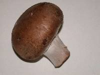 Agaricus bisporus image