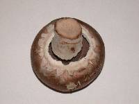 Agaricus bisporus image