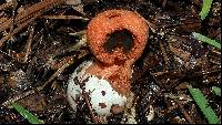Clathrus columnatus image
