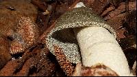 Phallus ravenelii image