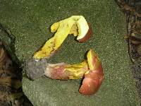 Boletochaete bicolor image