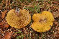 Suillus americanus image