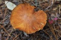 Cortinarius caperatus image