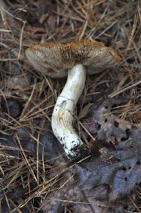 Cortinarius caperatus image