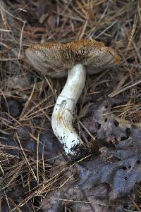 Cortinarius caperatus image