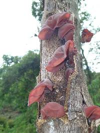 Auricularia fuscosuccinea image