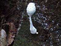 Leucocoprinus cretaceus image