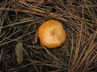 Gymnopilus sapineus image