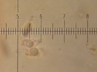 Marasmius calhouniae image