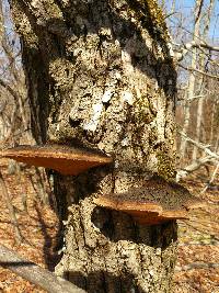 Phellinus robiniae image