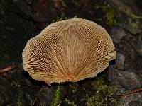 Crepidotus crocophyllus image