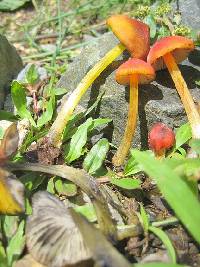 Hygrocybe nigrescens image