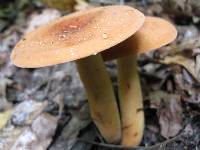 Lactarius volemus image