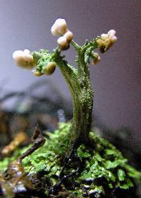 Cladonia peziziformis image