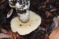 Leccinum manzanitae image