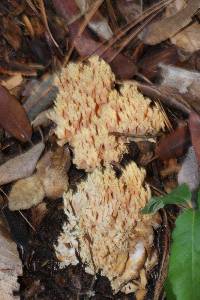 Ramaria formosa image