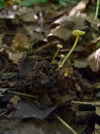 Mycena crocea image