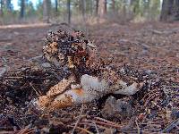 Tricholoma focale image