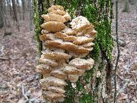 Sarcodontia pachyodon image