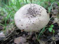 Amanita borealisorora image