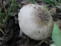 Amanita borealisorora image