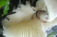 Chlorophyllum hortense image