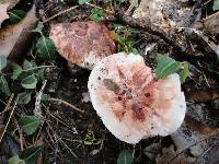 Hygrophorus russula image