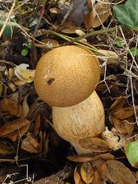 Gymnopilus ventricosus image