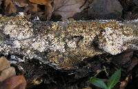 Schizopora paradoxa image