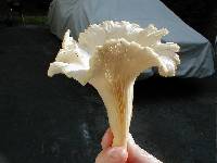 Pleurotus pulmonarius image