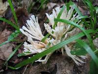 Tremellodendron pallidum image