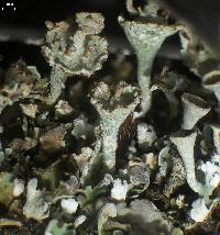 Cladonia macrophyllodes image