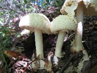 Amanita daucipes image