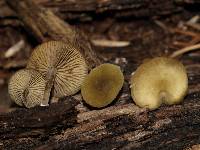 Simocybe centunculus var. centunculus image