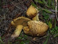 Suillus tomentosus image