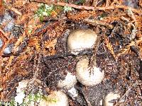 Agaricus moelleri image