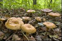 Russula laurocerasi image